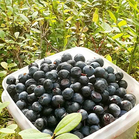 Vakantiehuis Saunatupa *