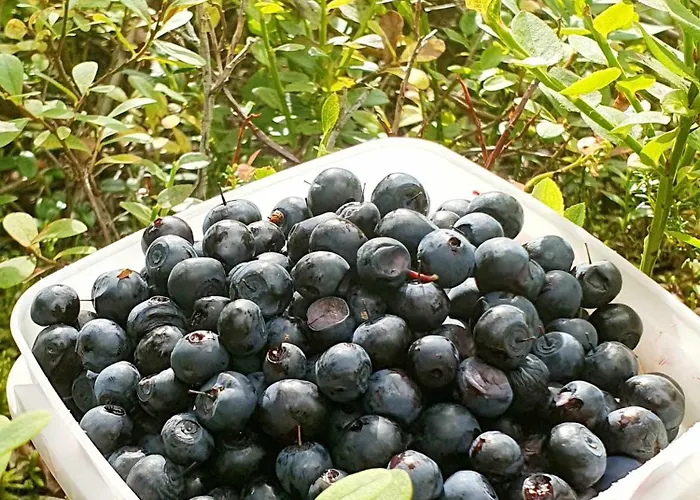 Tatil Evi Saunatupa *